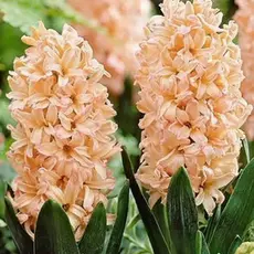 Гиацинт Gipsy Queen.