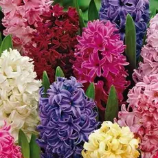 Гиацинт Mix