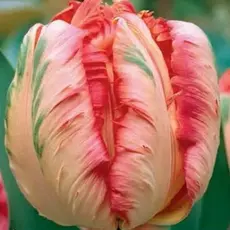 Тюльпан Apricot Parrot.