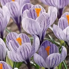 Крокус Pickwick.