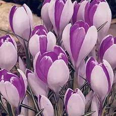 Крокус Vanguard