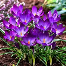 Крокус золотистый Руби Гигант