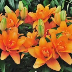 Лилия Тини Дабл Ю махровая горшечная