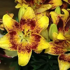 Лилия Тайни Наггет азиатская