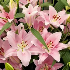 Лилия Компаньон