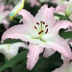 Лилия Марко Поло