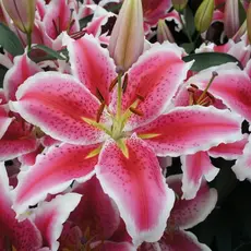 Лилия Тасман