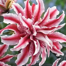 Лилия Мэджик Стар восточная махровая