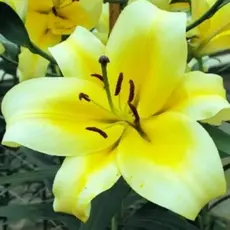 Лилия Катина ОТ-гибрид