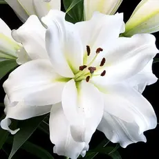 Лилия Уайт Айз ОТ-гибрид махровая