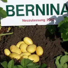 Картофель семенной Бернина (1кг/уп - репродукция супер-супер элита, средне-спелый)