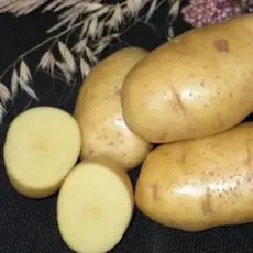 Картофель семенной Импала (1кг/уп - репродукция супер элита, ранний)