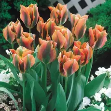 Тюльпан зеленоцветный Артист