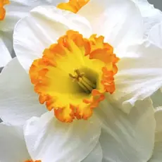 Нарцисс Трубчатый Саунд.