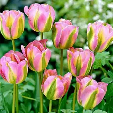 Тюльпан зеленоцветный Гренланд