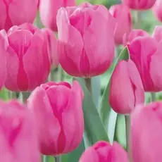 Тюльпан Триумф Дон Кихот