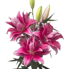 Лилия Талита розовидная восточная