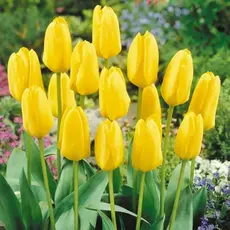 Тюльпан Фостера Кандела