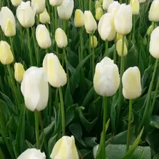 Тюльпан простой поздний Сити оф Ванкувер