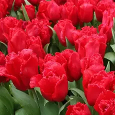 Тюльпан бахромчатый Бургунди Лейс