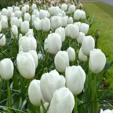 Тюльпан Триумф Роял Вирджен