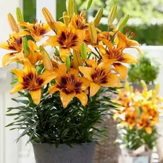 Лилия Секрет Джой азиатская