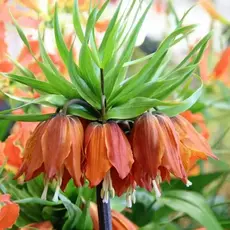 Рябчик императорский Вильям Рекс