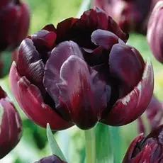 Тюльпан Black Hero.