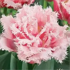 Тюльпан Queensland.