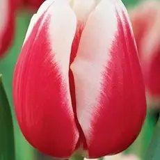 Тюльпан Triumph Red-White.
