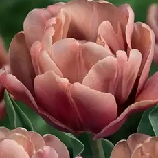 Тюльпан La Belle Epoque.