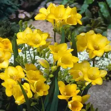 Фрезия желтая