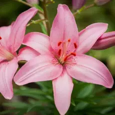 Лилия Сальмон азиатская