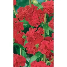 Семена Кларкия Гирлянда красная - изящная (а/ф Уральский Дачник)