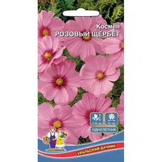 Семена Космея Розовый щербет (а/ф Уральский Дачник)