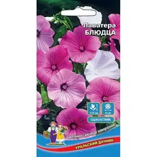 Семена Лаватера Блюдца (а/ф Уральский Дачник)