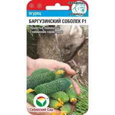 Семена Огурец Баргузинский соболек F1 7шт (а/ф Сибирский Сад)