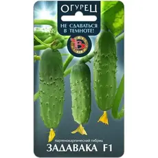 Семена Огурец Задавака F1 (не сдаваться в темноте) (а/ф Биотехника)