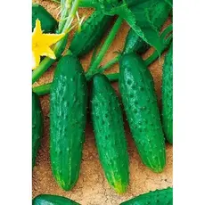 Семена Огурец Универсальный (а/ф Уральский Дачник) +50% БЕСПЛАТНО