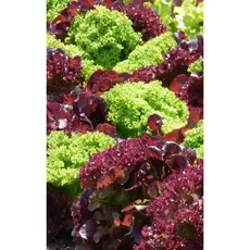 Семена Салат Лолло Микс (а/ф Уральский Дачник)