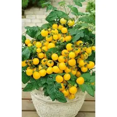 Семена Томат Ацтек (Овощной рай) (а/ф Уральский Дачник)