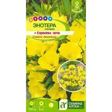 Семена Энотера Ламарка Королева Ночи (а/ф Семена Алтая)