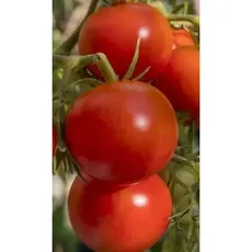 Семена Томат Полбиг F1 10 Шт (а/ф Росток)