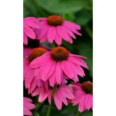Семена Эхинацея Старый лекарь - пурпурная (а/ф Уральский Дачник)