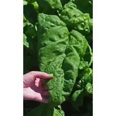 Семена Шпинат Матадор (а/ф Уральский Дачник)