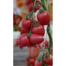 Семена Томат КАМЕЛОТ F1 10 шт, Эксклюзив (а/ф Наш сад)