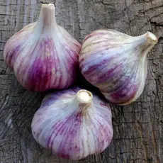 Чеснок озимый Любаша (4 головки в уп)