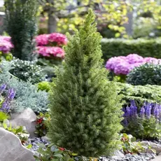 Ель сизая (канадская) Перфекта