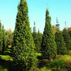 Ель обыкновенная Купрессина