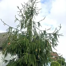 Ель обыкновенная Кранстони